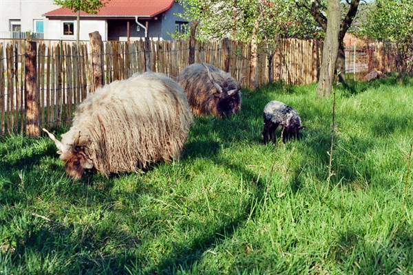 Staketenzaun auch für Schafe geeignet